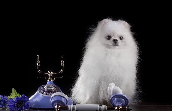 White Pomeranian dog with vintage telephone and blue flowers