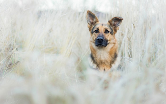 German Shepherd dog in tall grass
