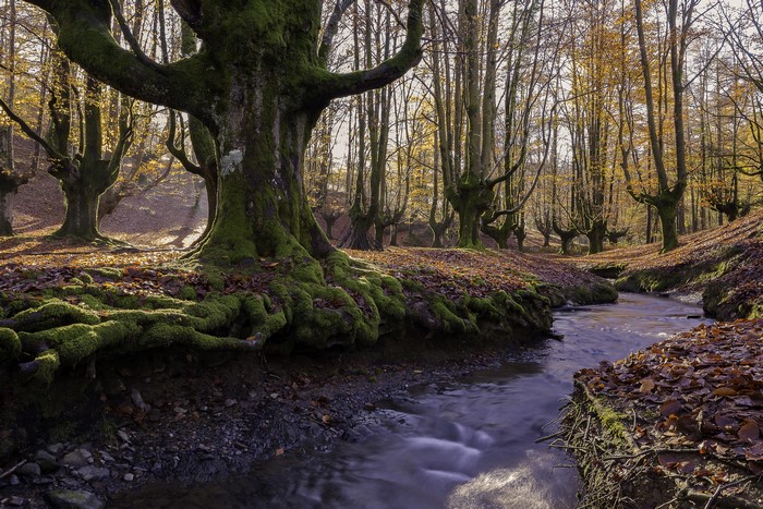 Mossy trees and stream in autumn park