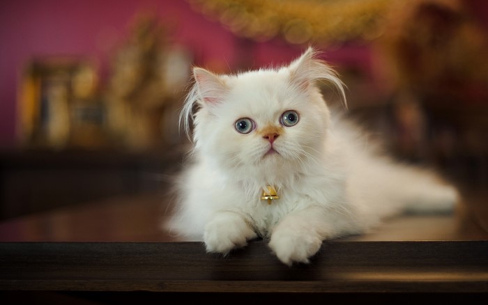 White Persian Kitten with Blue Eyes and Bell