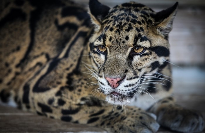Clouded Leopard Close-up Portrait