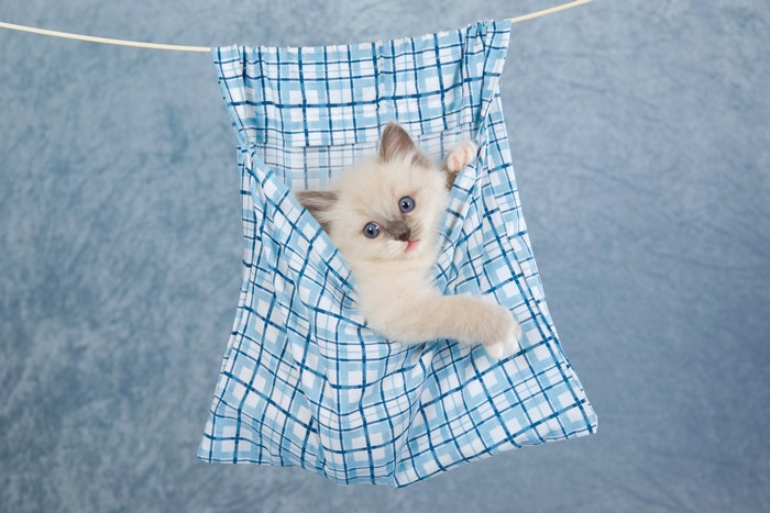Kitten in a blue plaid hammock
