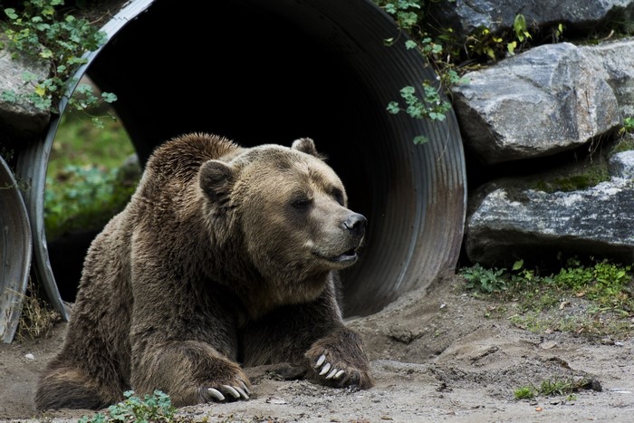 Brown bear resting near a tunnel entrance