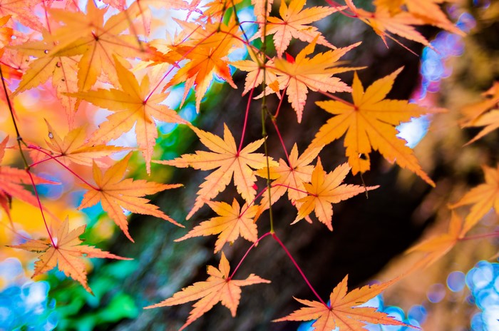 4K Autumn Maple Foliage