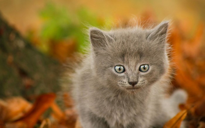 A fluffy grey kitten with blue eyes looks forward