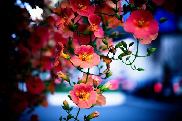 Close-up of Trumpet Vine flowers and buds