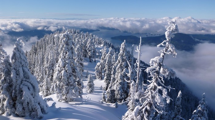 Snow-covered trees on a mountain overlooking Howe Sound, British Columbia