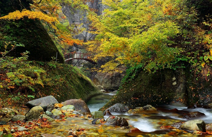 Autumn forest with a bridge over a river