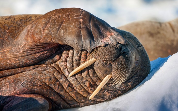 Walrus with large tusks resting on snow
