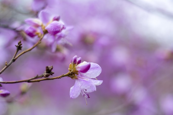Purple flowers on branches with bokeh background