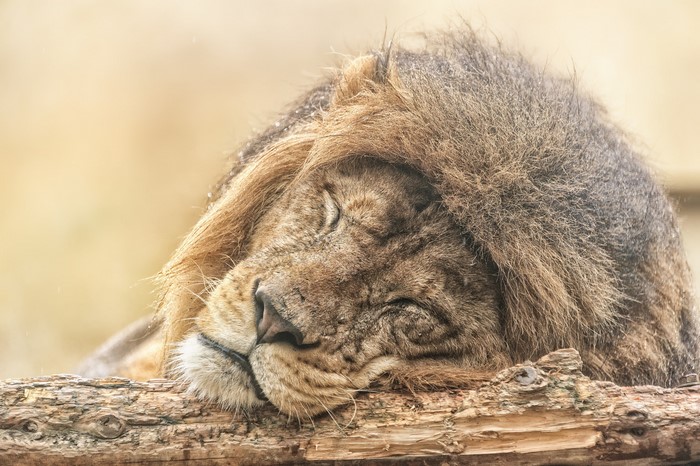 Lion sleeping on a log