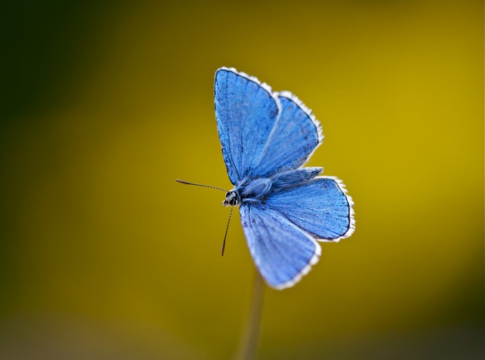 Close-up of a light blue butterfly on a stem