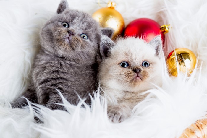 Two Kittens with Christmas Ornaments