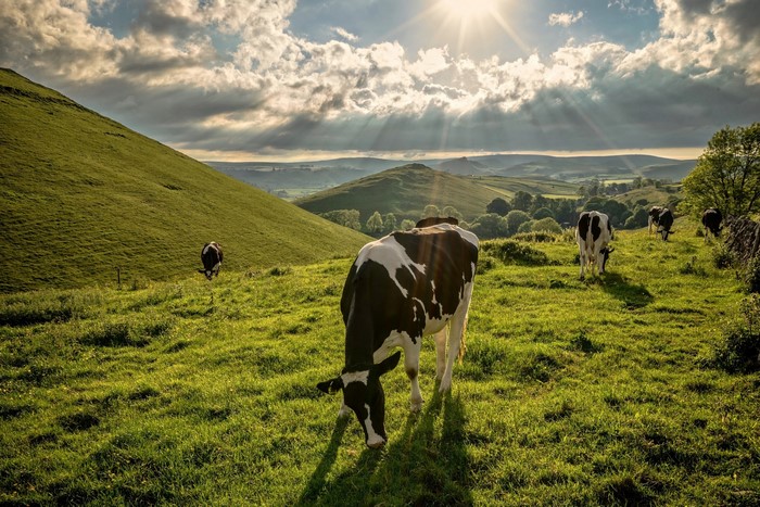 Cows grazing in a green mountain landscape under sunbeams