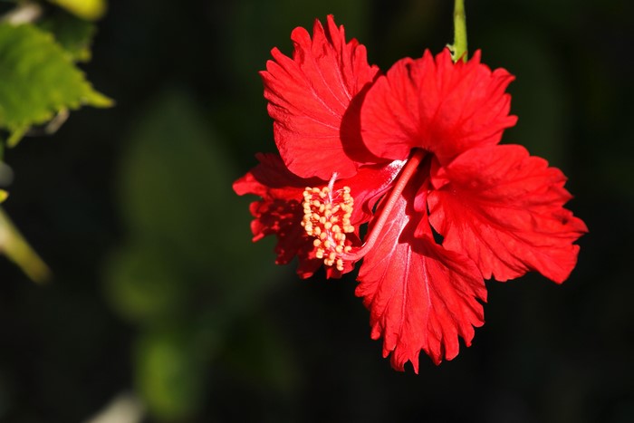 Red Hibiscus Flower Closeup