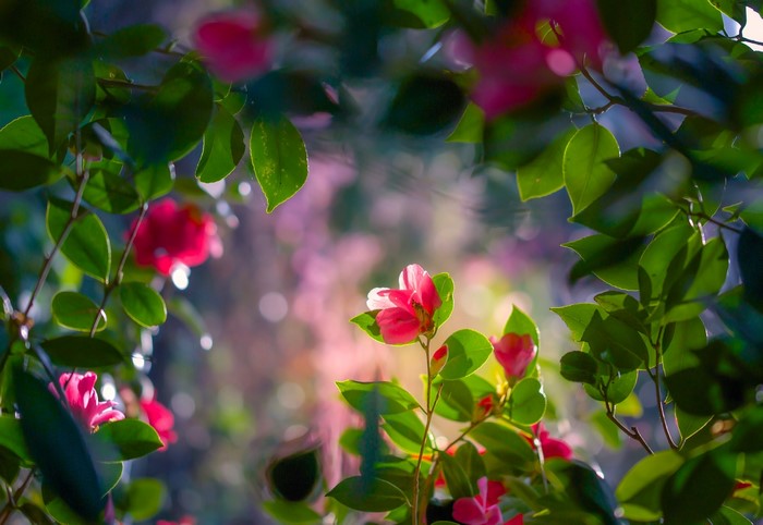 Pink Camellia Flowers and Green Leaves
