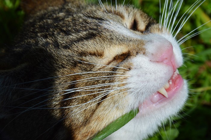Close-up of a tabby cat's face with mouth open