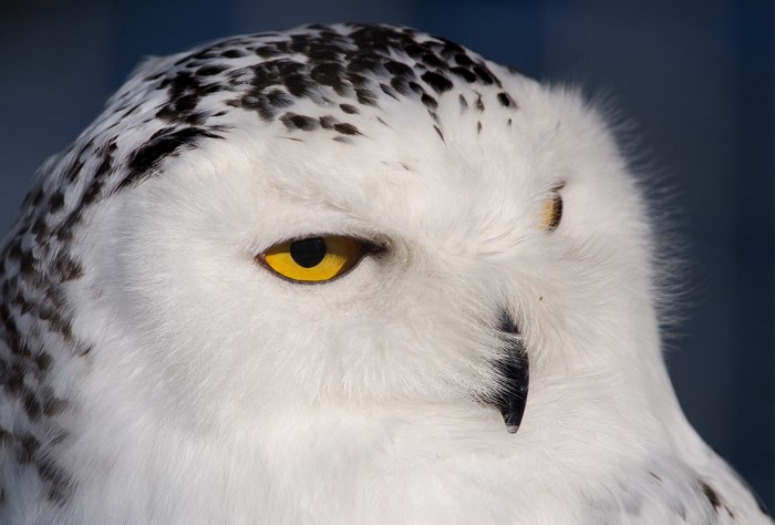 Close-up of a snowy owl's head