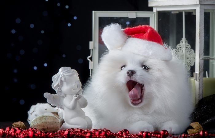 White Pomeranian puppy wearing a Santa hat