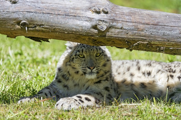 Snow leopard resting under a log