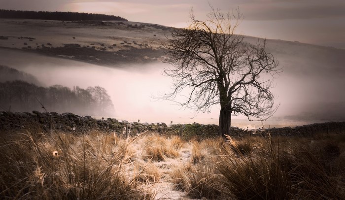 Bare tree in a misty field with stone wall