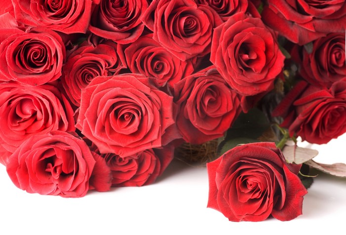Many Red Roses Closeup