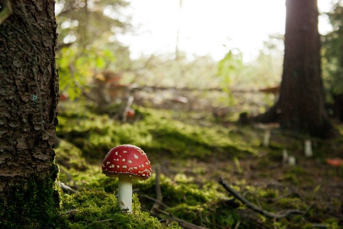 Fly agaric mushroom on mossy forest floor