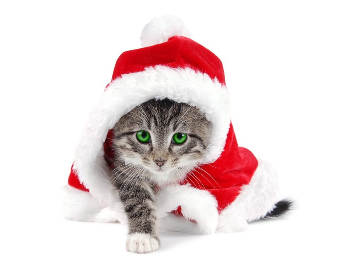 Kitten wearing a Santa hat and coat