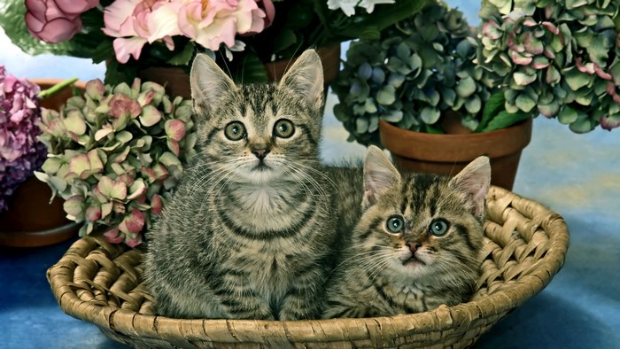 Two tabby kittens in a basket with flowers