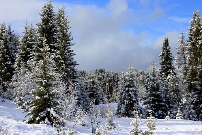 4K Winter Spruce Forest in Russia