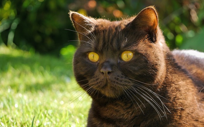 Brown cat with yellow eyes in grass
