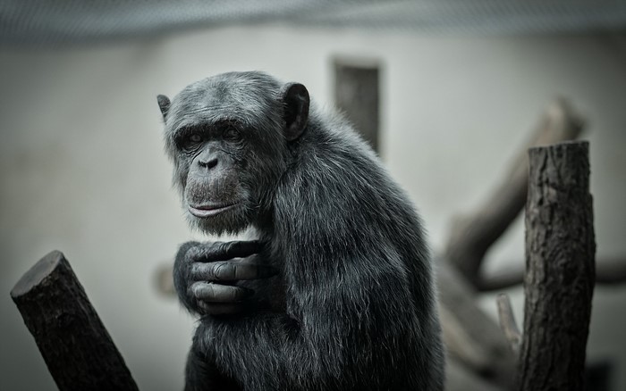 Chimpanzee sitting on logs in an enclosure