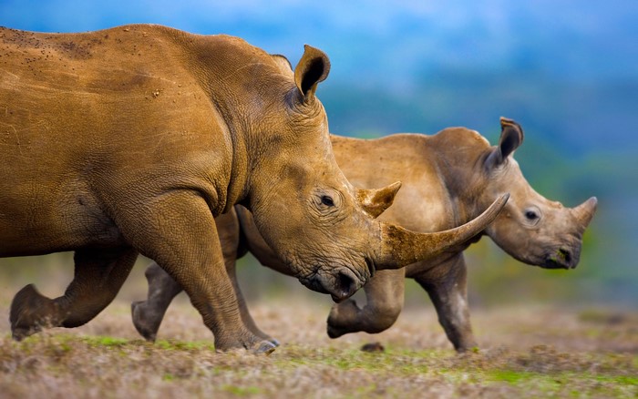 Two Rhinos Running in a Field