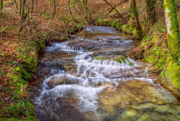 Stream flowing through a mossy forest in autumn