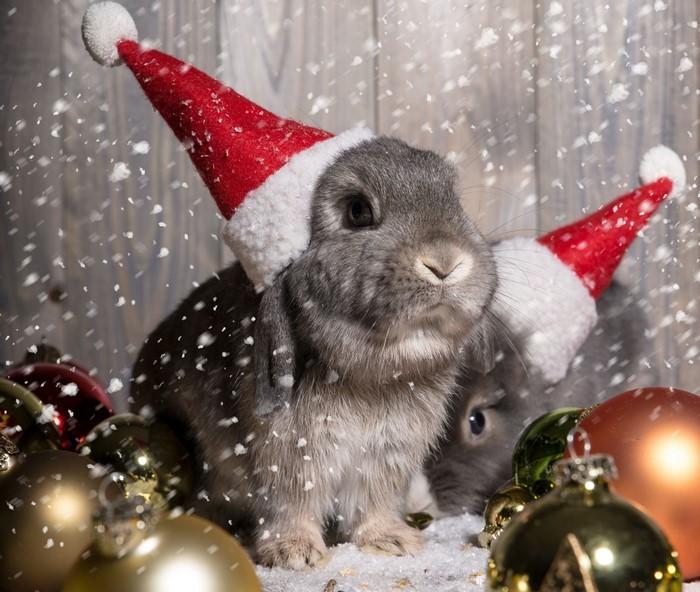 Two rabbits wearing Santa hats with Christmas ornaments