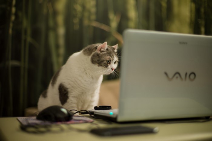 Cat looking at a VAIO laptop