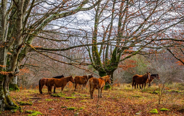 Horses in an autumn forest with mossy trees
