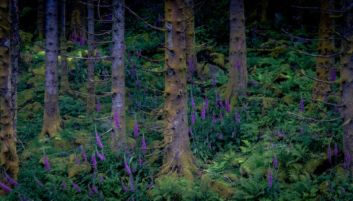 Forest with purple flowers and mossy trees