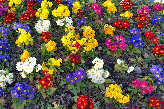A bed of colorful primroses in bloom