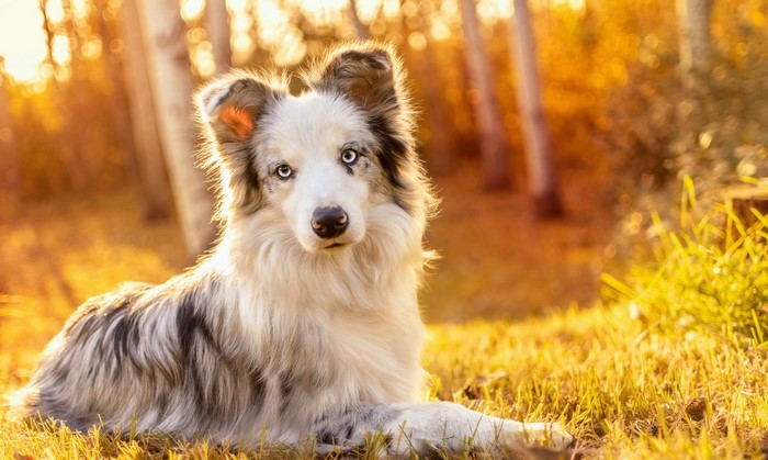 Border Collie Relaxing in Golden Autumn Light