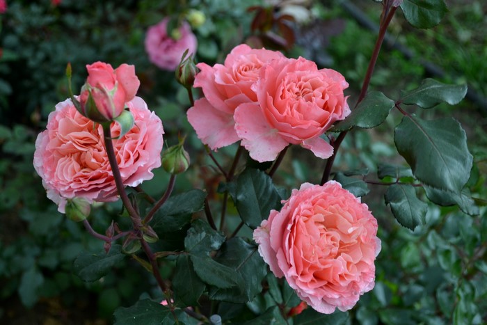 Pink roses and buds on a bush