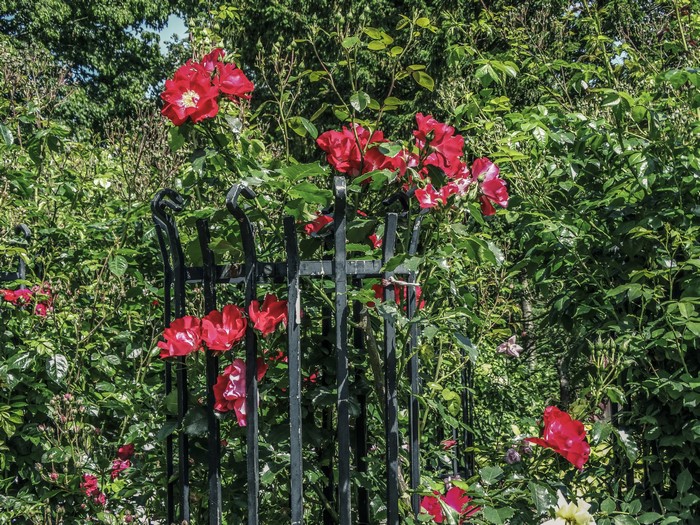 Red Roses on a Black Metal Trellis