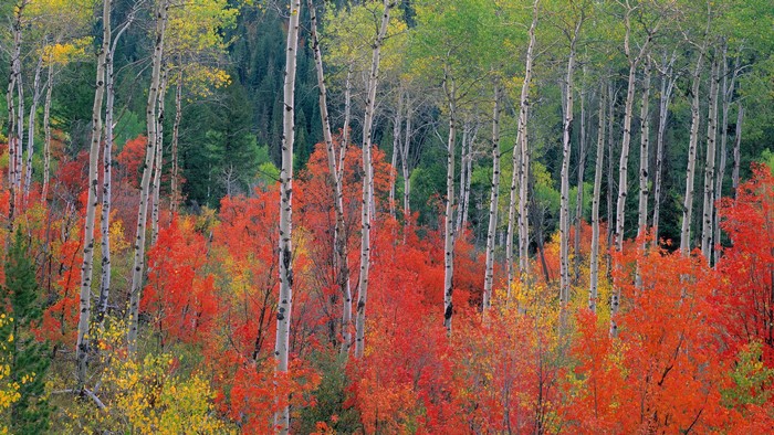 Aspen trees in autumn with red and yellow foliage