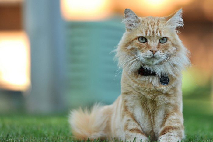 Fluffy orange cat with a collar sitting on grass
