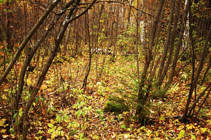 Autumn forest floor covered in fallen leaves