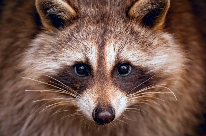 Close-up of a Raccoon's Face with Prominent Whiskers