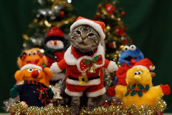 Cat in Santa costume with Christmas toys