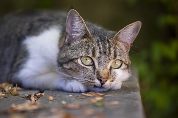 Tabby cat lying down with green eyes
