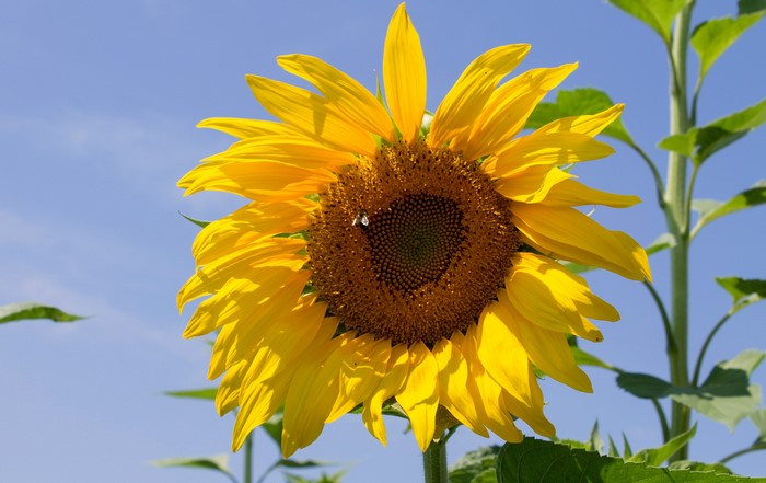 Sunflower with a bee against a blue sky