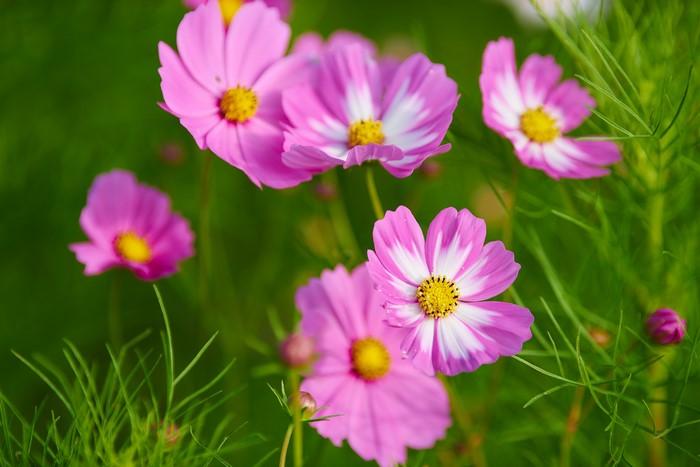 Pink Cosmos flowers with green foliage